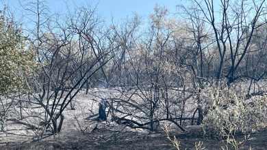 Photo of Va fi nevoie de 7 ani pentru a restabili pădurea arsă de la Cahul. Câți bani se vor cheltui