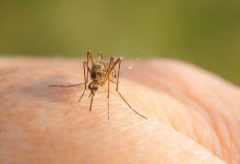 Photo of În Republica Moldova a fost înregistrat un caz de infecție cu virusul West Nile