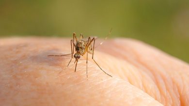 Photo of În Republica Moldova a fost înregistrat un caz de infecție cu virusul West Nile