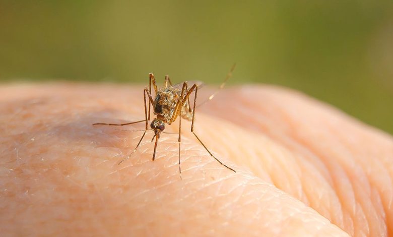 Photo of În Republica Moldova a fost înregistrat un caz de infecție cu virusul West Nile