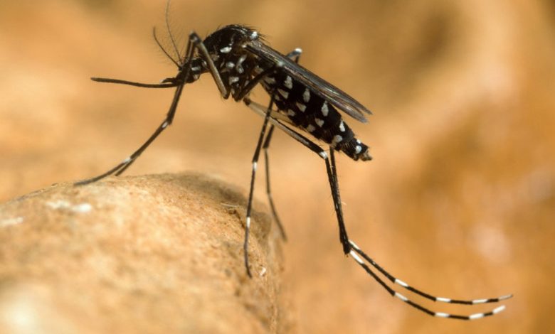 Photo of Recomandările ANSP privind evitarea infectării cu virusul West Nile