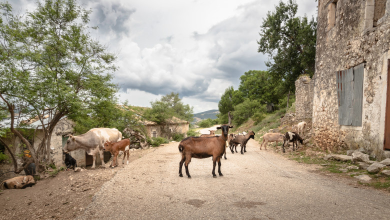 Photo of Cât de real e că animalele prezic cutremurele? Începe un studiu pe capre și câini monitorizați din spațiu