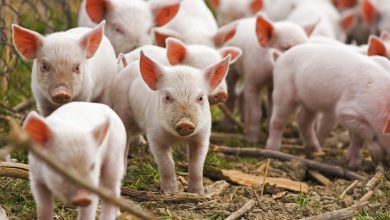 Photo of Nouă focare noi de pestă porcină africană, înregistrate în șapte raioane din țară