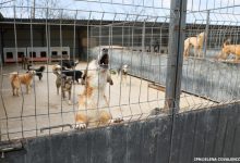Photo of Tot mai multe persoane solicită tratament antirabic. ANSP anunță noi achiziții