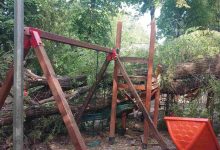 Photo of foto, video | Vântul puternic a doborât mai mulți copaci în Chișinău. Recomandările Primăriei