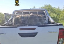 Photo of video | Lupte ilegale între câini descoperite de poliție în extravilanul orașului Cimișlia: 70 de persoane implicate