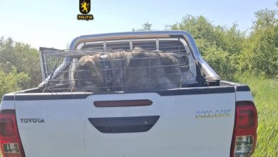 Photo of video | Lupte ilegale între câini descoperite de poliție în extravilanul orașului Cimișlia: 70 de persoane implicate