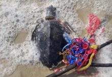 Photo of Baloanele, pericol pentru natură și animale. Care sunt alternativele sustenabile