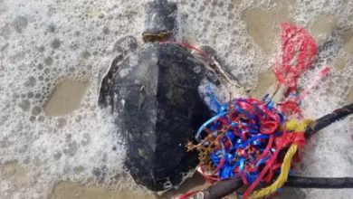 Photo of Baloanele, pericol pentru natură și animale. Care sunt alternativele sustenabile
