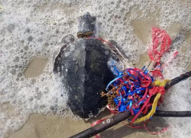 Photo of Baloanele, pericol pentru natură și animale. Care sunt alternativele sustenabile