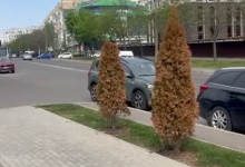 Photo of video | Vandalism cu substanțe toxice: Mai mulți arbori de tuia din capitală au fost otrăviți cu compuși chimici periculoși