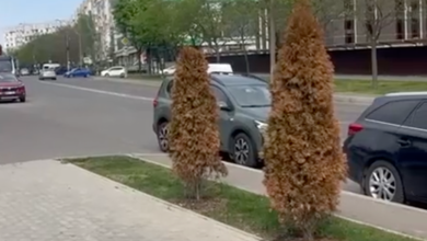Photo of video | Vandalism cu substanțe toxice: Mai mulți arbori de tuia din capitală au fost otrăviți cu compuși chimici periculoși