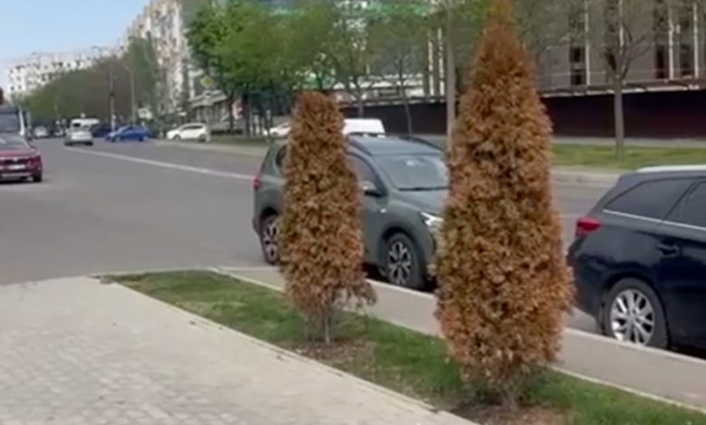 Photo of video | Vandalism cu substanțe toxice: Mai mulți arbori de tuia din capitală au fost otrăviți cu compuși chimici periculoși