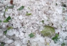 Photo of video, foto | Grindina și vântul puternic au afectat grav culturile agricole din raionul Drochia