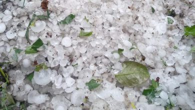 Photo of video, foto | Grindina și vântul puternic au afectat grav culturile agricole din raionul Drochia