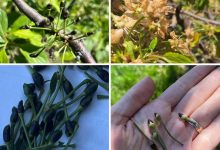 Photo of Asociația Moldova Fruct cere declararea stării de calamitate națională în agricultură. Ce spun autoritățile
