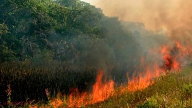 Photo of Avertizare meteo: Cod galben de pericol de incendiu în toată țara
