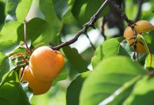 Photo of Moldova Fruct: „Recolta de fructe din acest an va fi foarte mică”