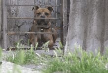 Photo of Un copil de cinci ani a fost atacat de un pitbull la Căușeni