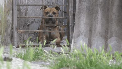 Photo of Un copil de cinci ani a fost atacat de un pitbull la Căușeni