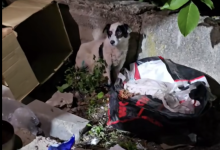 Photo of video | Caz șocant de cruzime la Hâncești: Un cățel a fost găsit mutilat și torturat