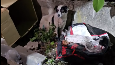 Photo of video | Caz șocant de cruzime la Hâncești: Un cățel a fost găsit mutilat și torturat