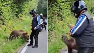 Photo of foto | Ultima fotografie făcută de turistul omorât pe Transfăgărășan: „A hrănit ursul”