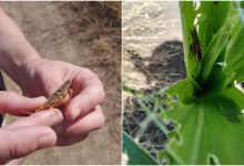 Photo of Terenuri din sudul R. Moldova au fost invadate de lăcuste. ANSA, apel către agricultori