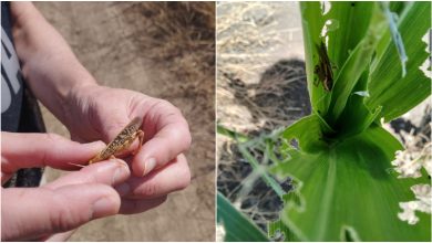 Photo of Terenuri din sudul R. Moldova au fost invadate de lăcuste. ANSA, apel către agricultori