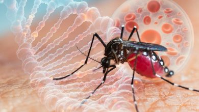 Photo of China are o nouă epidemie, provocată de virusul „chikungunya”