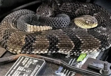 Photo of Un moldovean a găsit un șarpe veninos sub capota unei mașini importate din SUA