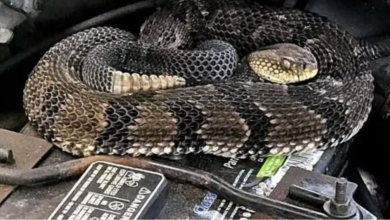 Photo of video | Un moldovean a găsit un șarpe veninos sub capota unei mașini importate din SUA