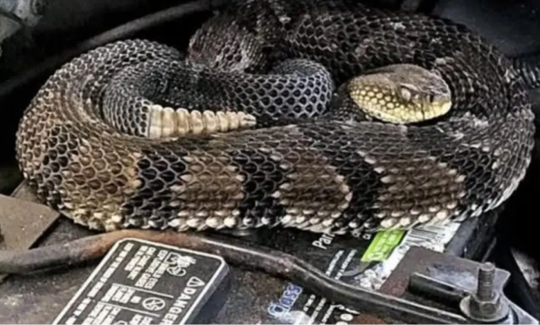 Photo of video | Un moldovean a găsit un șarpe veninos sub capota unei mașini importate din SUA