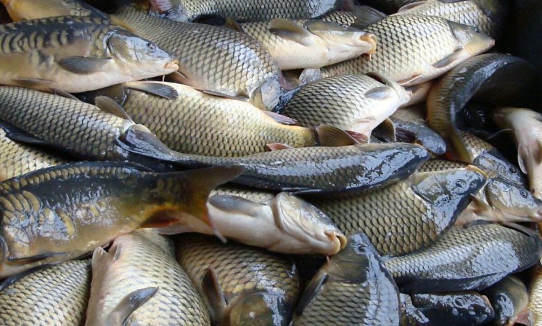 Photo of Producția de pește din Republica Moldova se va tripla până în 2028