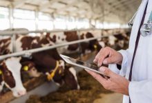 Photo of Criză acută de veterinari în R. Moldova. Satele sunt cele mai expuse