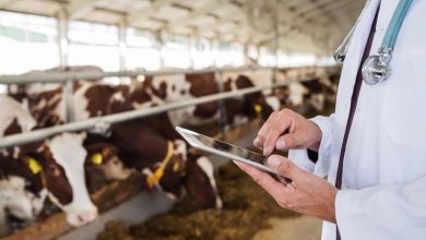 Photo of Criză acută de veterinari în R. Moldova. Satele sunt cele mai expuse