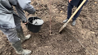 Photo of Să împădurim Republica Moldova! Participă și tu la Marea Plantare Națională