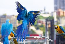 Photo of Ultimii papagali albaștri sunt amenințați cu dispariția de un virus mortal