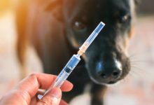 Photo of Serviciul antirabic din Chișinău devine mai accesibil