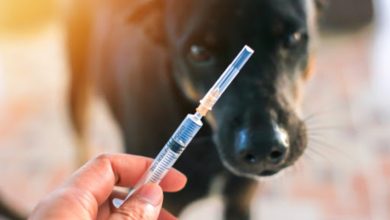 Photo of Serviciul antirabic din Chișinău devine mai accesibil