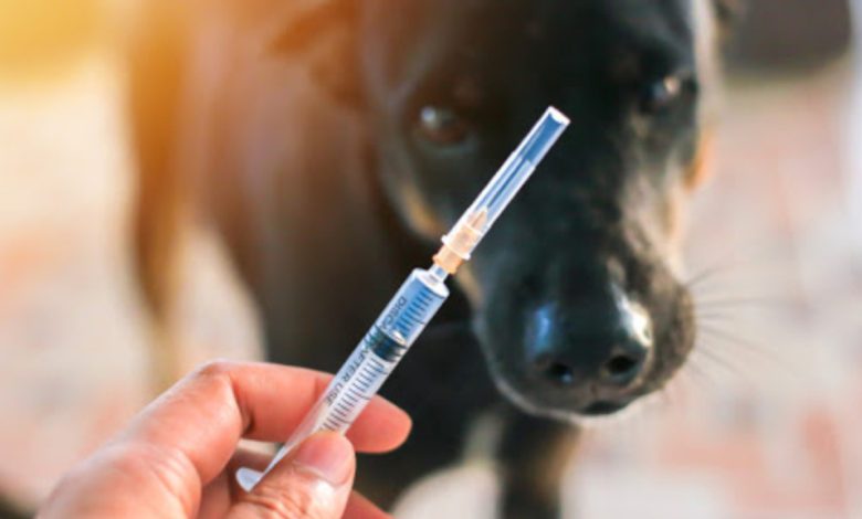 Photo of Serviciul antirabic din Chișinău devine mai accesibil