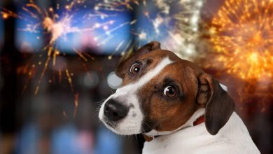 Photo of Cetățenii sunt îndemnați să renunțe la artificii, pentru a proteja animalele și mediul