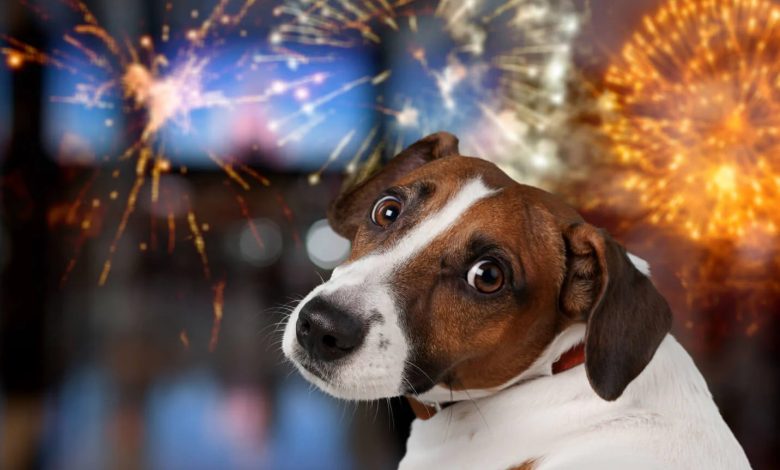 Photo of Cetățenii sunt îndemnați să renunțe la artificii, pentru a proteja animalele și mediul