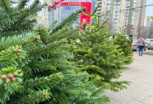 Photo of Brazii de Crăciun au apărut în Chișinău: cât costă în acest an