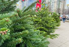 Photo of Brazii de Crăciun au apărut în Chișinău: cât costă în acest an