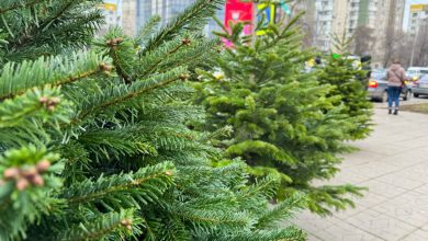 Photo of Brazii de Crăciun au apărut în Chișinău: cât costă în acest an