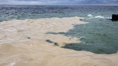 Photo of Poluare în Marea Neagră după bombardamentele rusești. Zeci de păsări moarte au fost scoase din apă