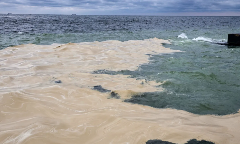 Photo of Poluare în Marea Neagră după bombardamentele rusești. Zeci de păsări moarte au fost scoase din apă