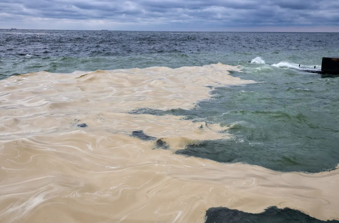 Poluare în Marea Neagră după bombardamentele rusești. Zeci de păsări moarte au fost scoase din apă