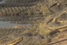 Photo of Israelul a ucis sute de crocodili, de teama că ar putea fi folosiți într-un atac terorist
